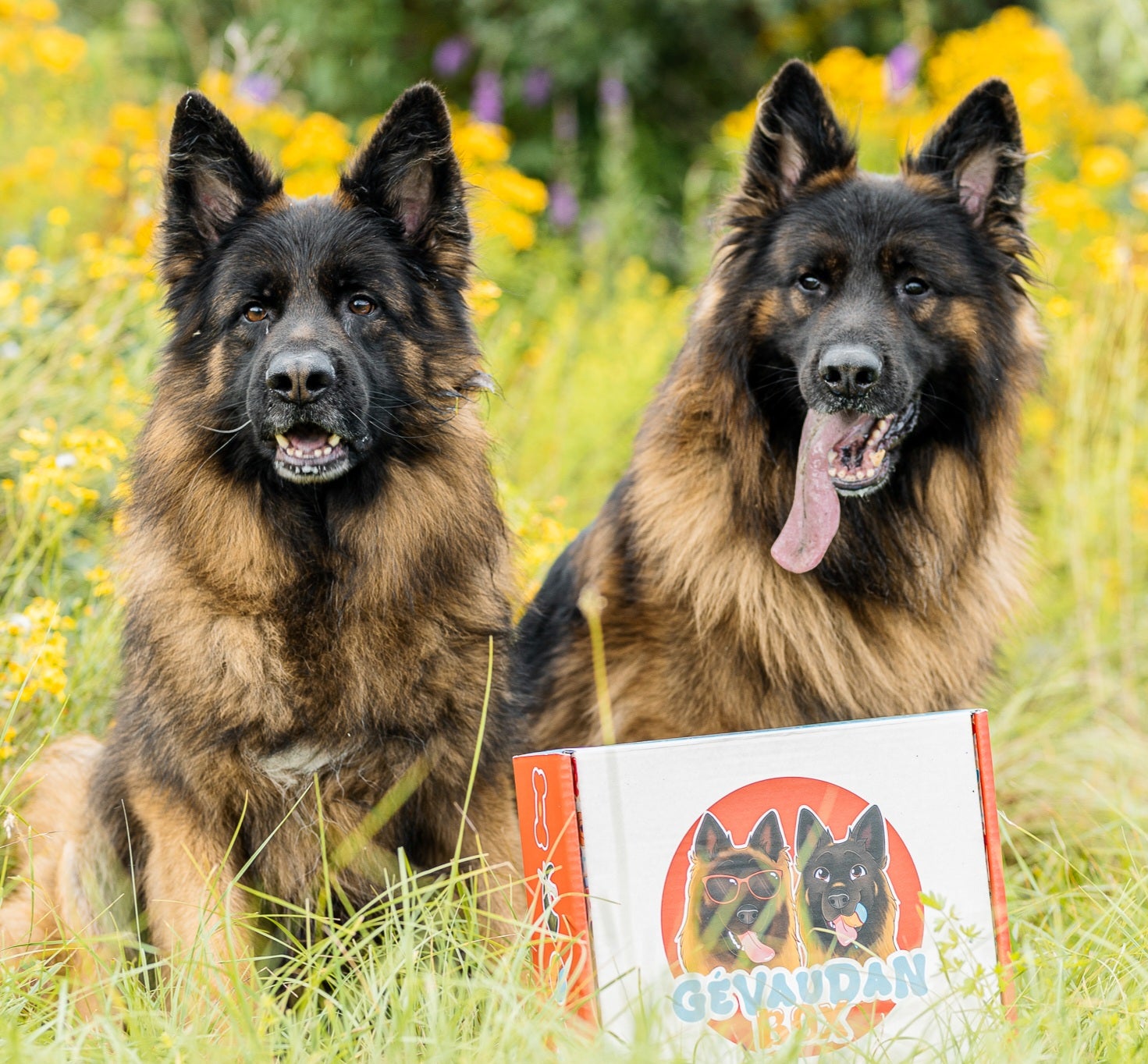 Deux bergers allemands avec la Gévaudan Box pour chiens.
Box canine personnalisée pour grands chiens avec des produits premium.
Gévaudan Box édition limitée pour chiens de grande taille, présentée par deux bergers allemands.
Abonnement box pour chiens, idéal pour les bergers allemands.
Accessoires et cadeaux pour chiens dans la Gévaudan Box.